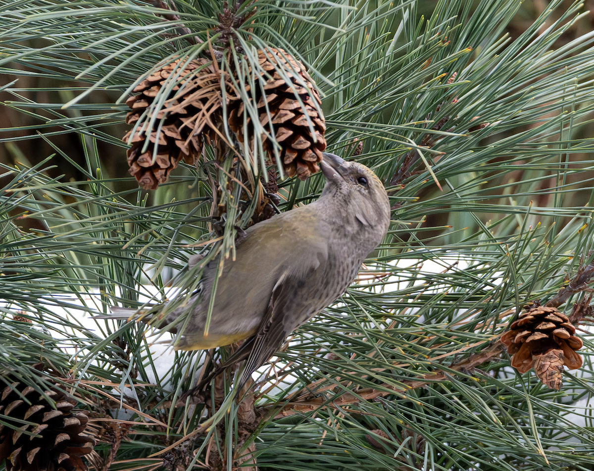 Red Crossbill - ML612965413