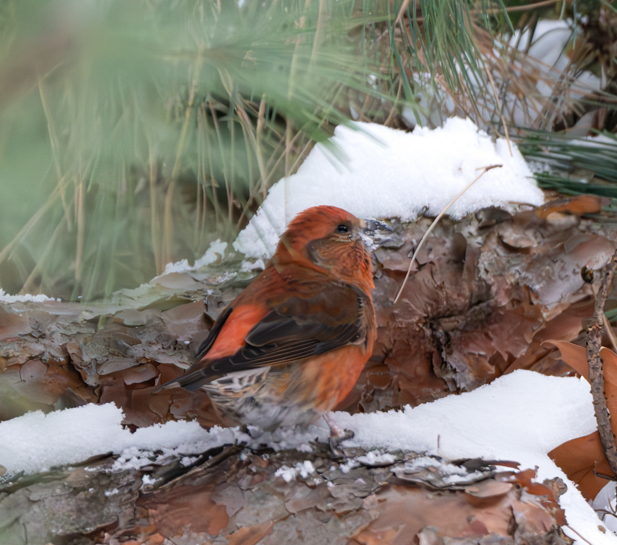 Red Crossbill - ML612965414