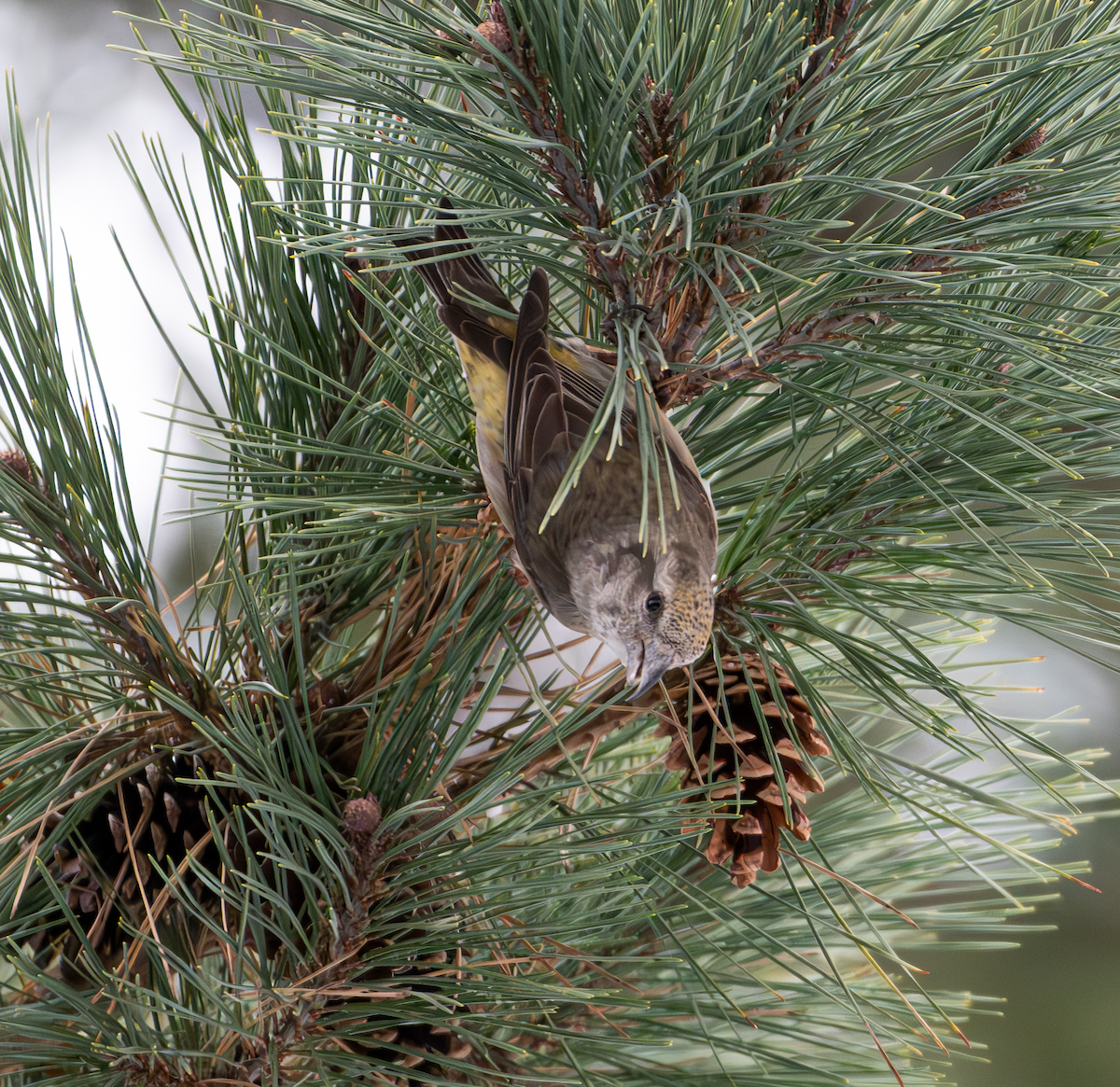 Red Crossbill - ML612965415