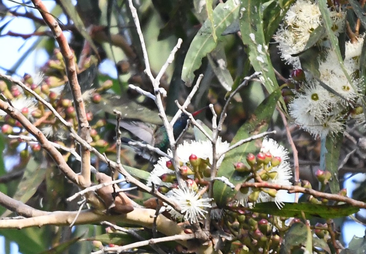 Broad-billed Hummingbird - Tim Swain