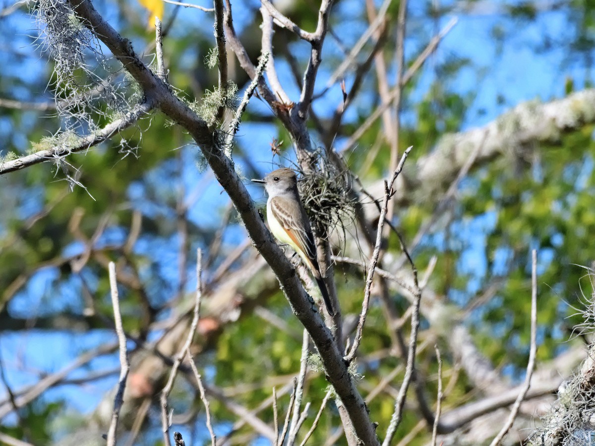 Ash-throated Flycatcher - Brett Bickel