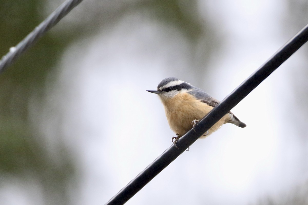 Red-breasted Nuthatch - ML612965520