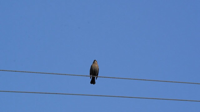 Rusty Blackbird - ML612965585