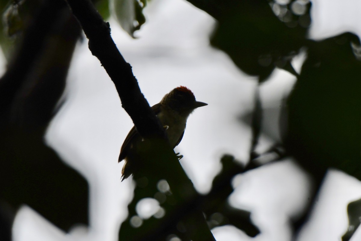 Plain-breasted Piculet - Erik Atwell