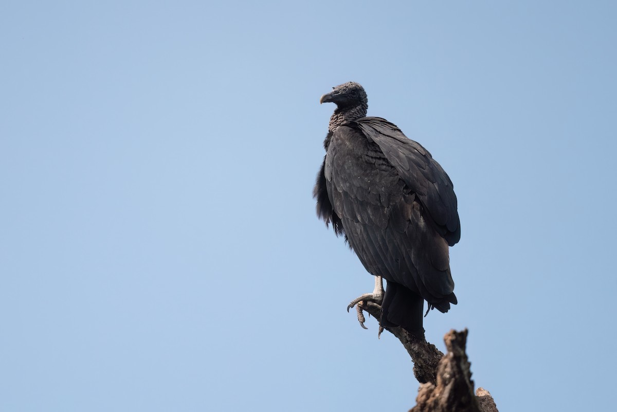 Black Vulture - ML612965779