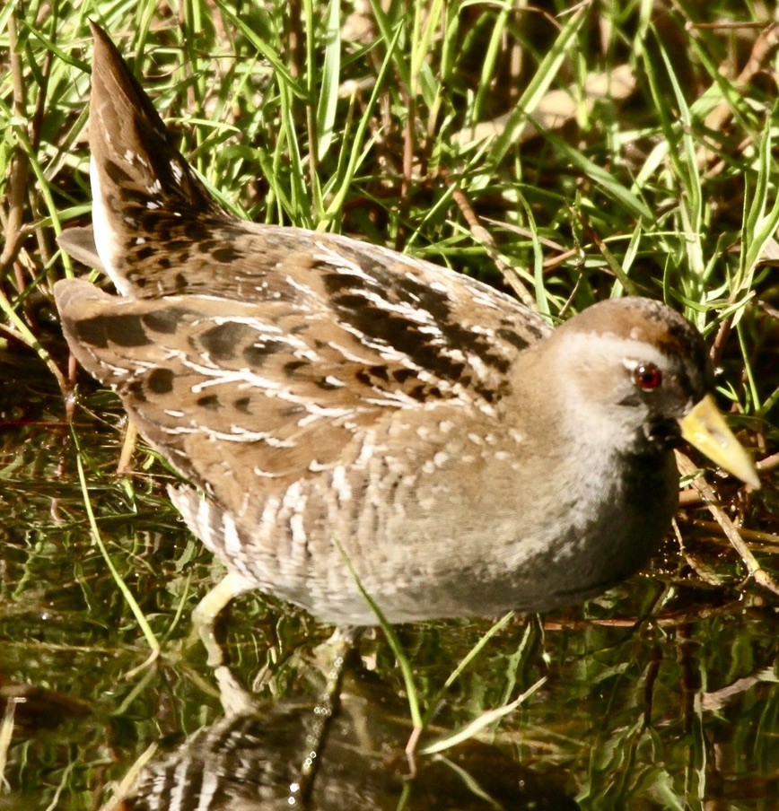 Polluela Sora - ML612965840