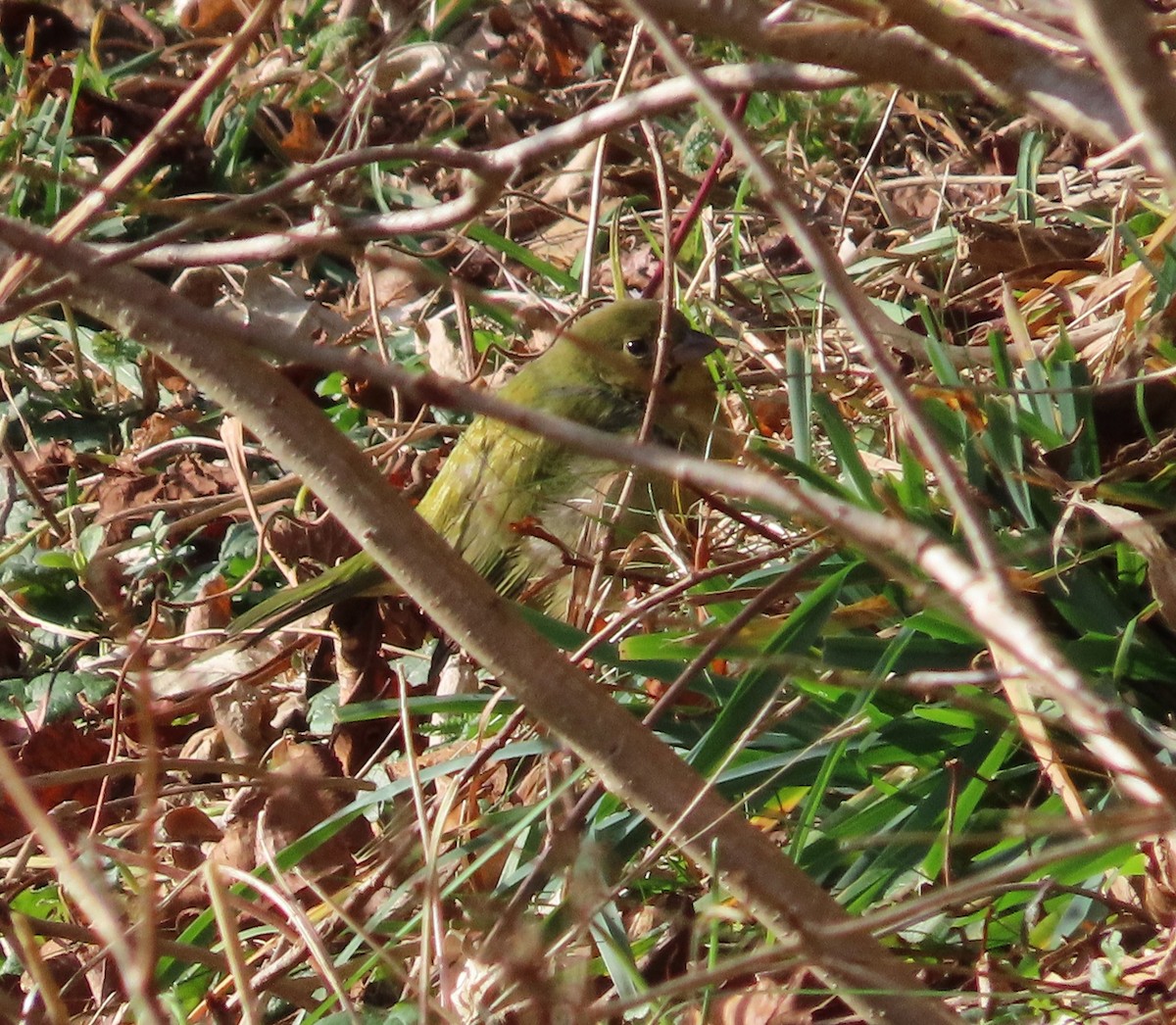 Painted Bunting - Trish Pastuszak