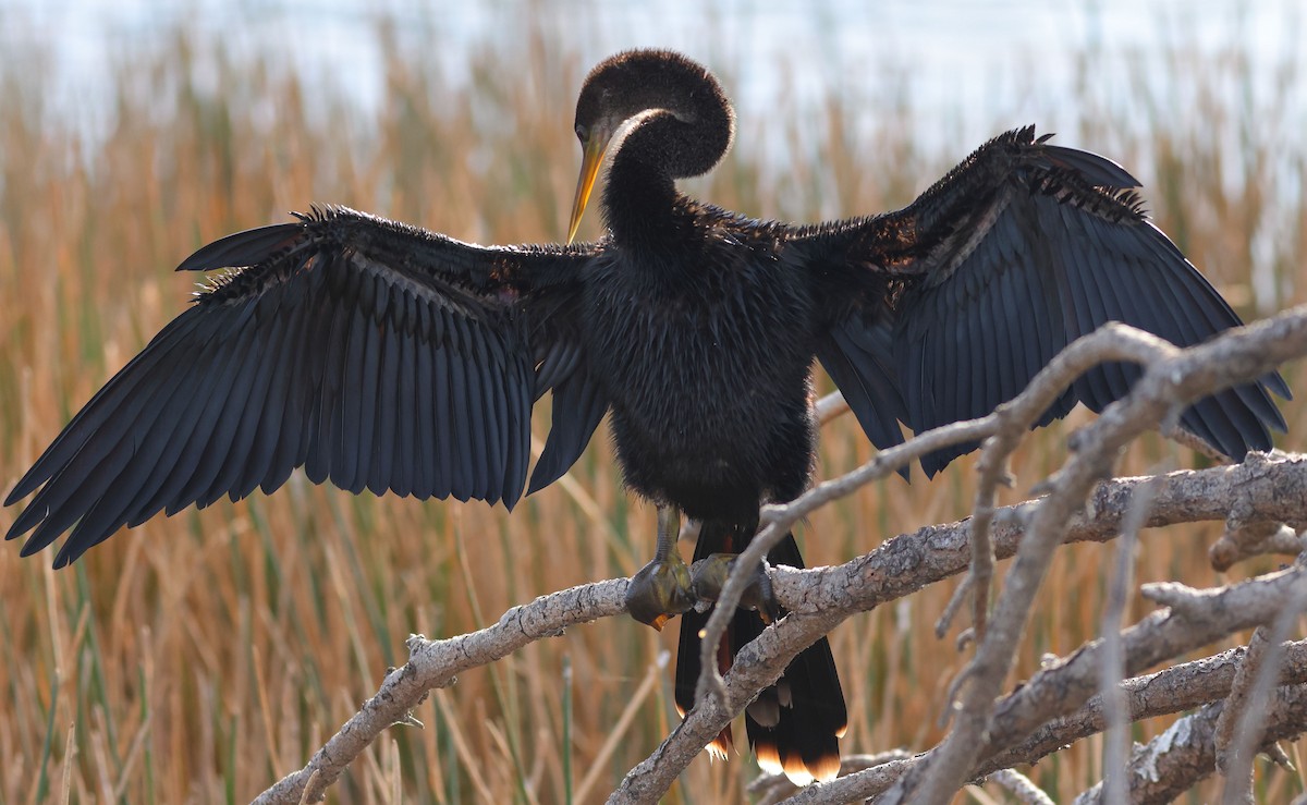 Anhinga - Matthew Brown