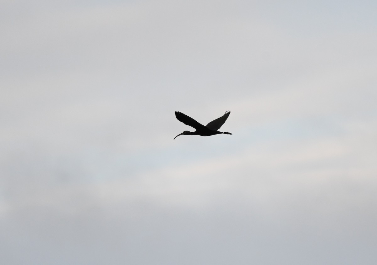 Glossy Ibis - ML612965934