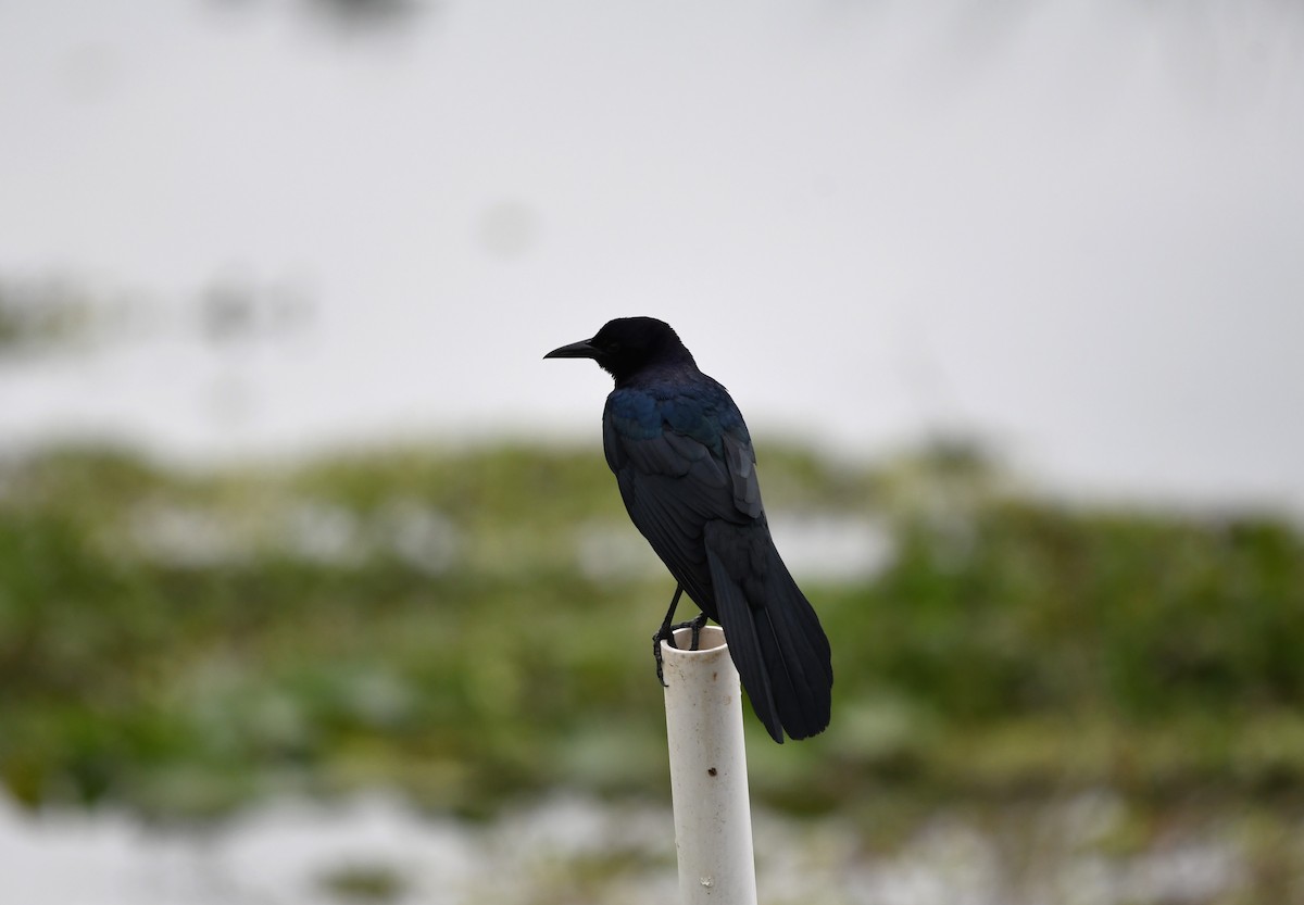 Boat-tailed Grackle (westoni) - ML612965969