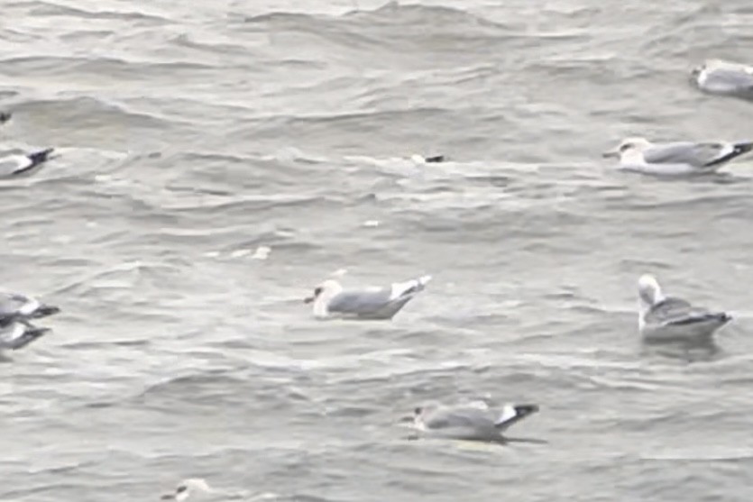 Iceland Gull (kumlieni) - ML612965983