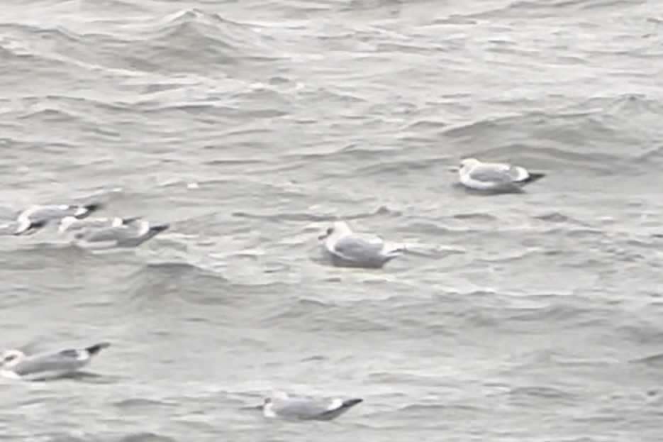 Iceland Gull (kumlieni) - ML612965984