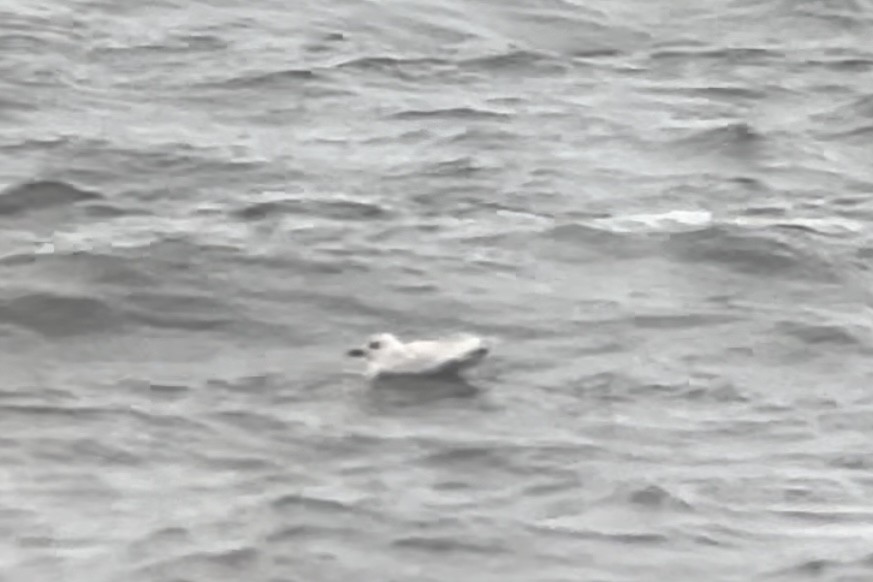 Iceland Gull (kumlieni) - ML612965985