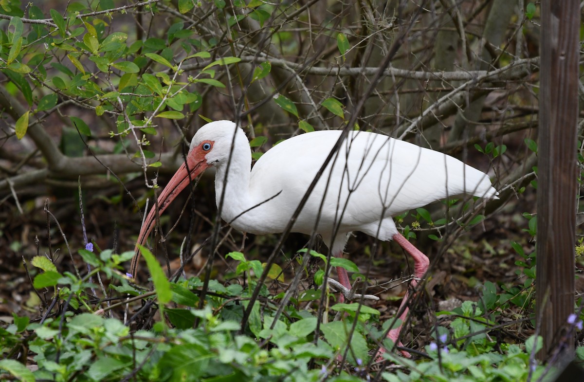 ibis bílý - ML612966040