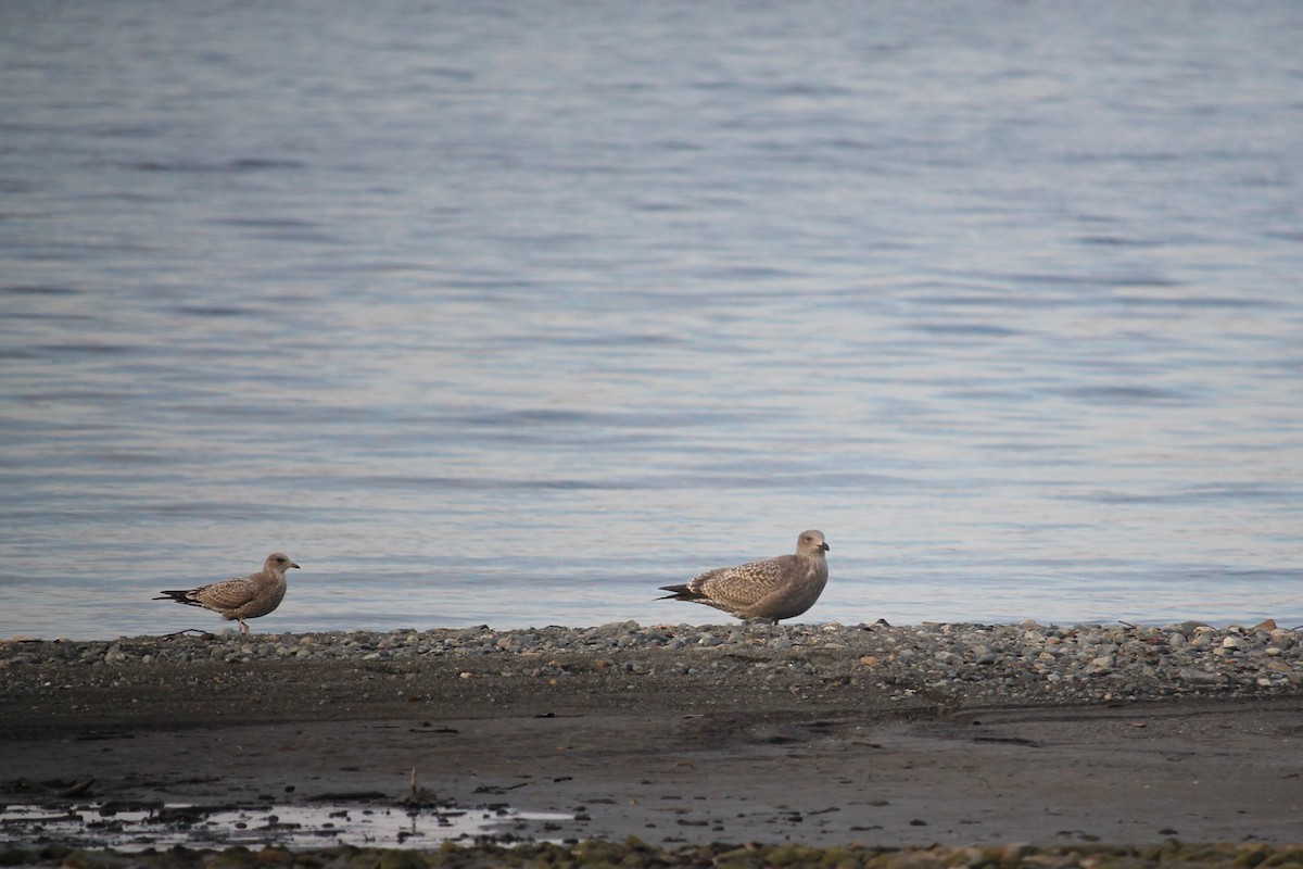 Short-billed Gull - ML612966047