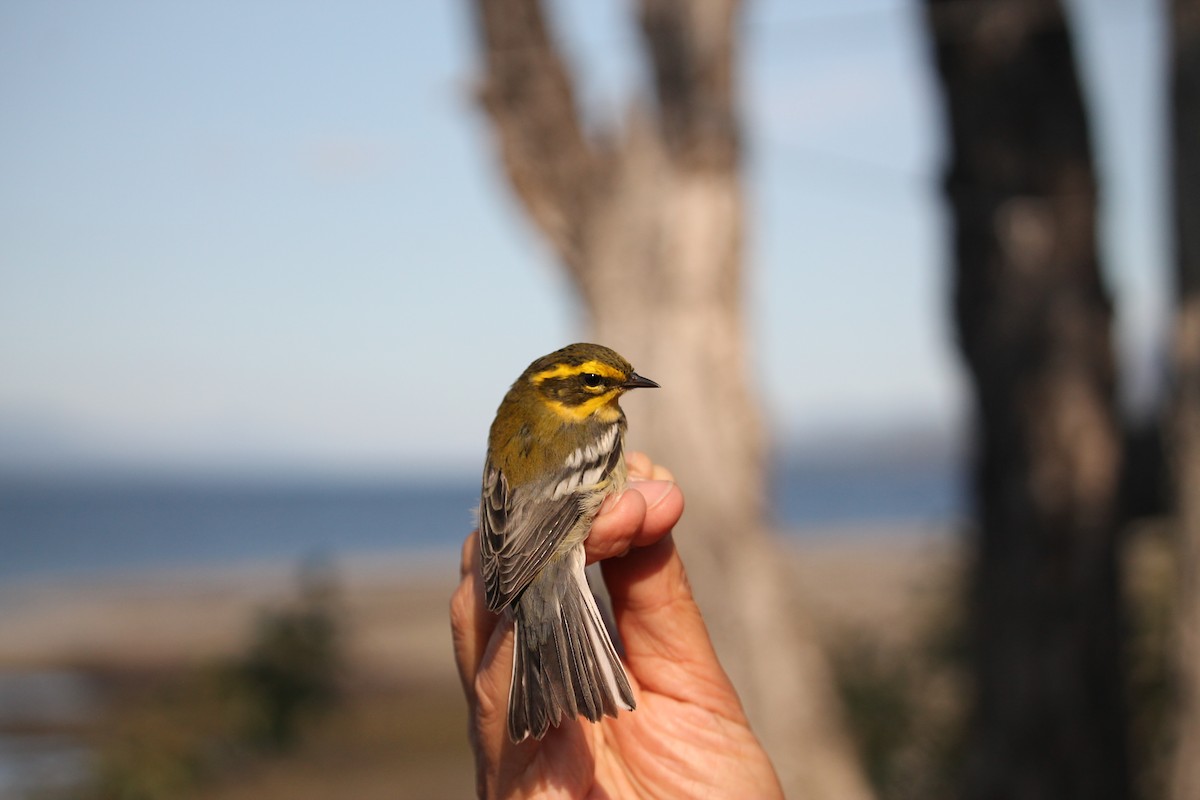 Townsend's Warbler - ML612966181