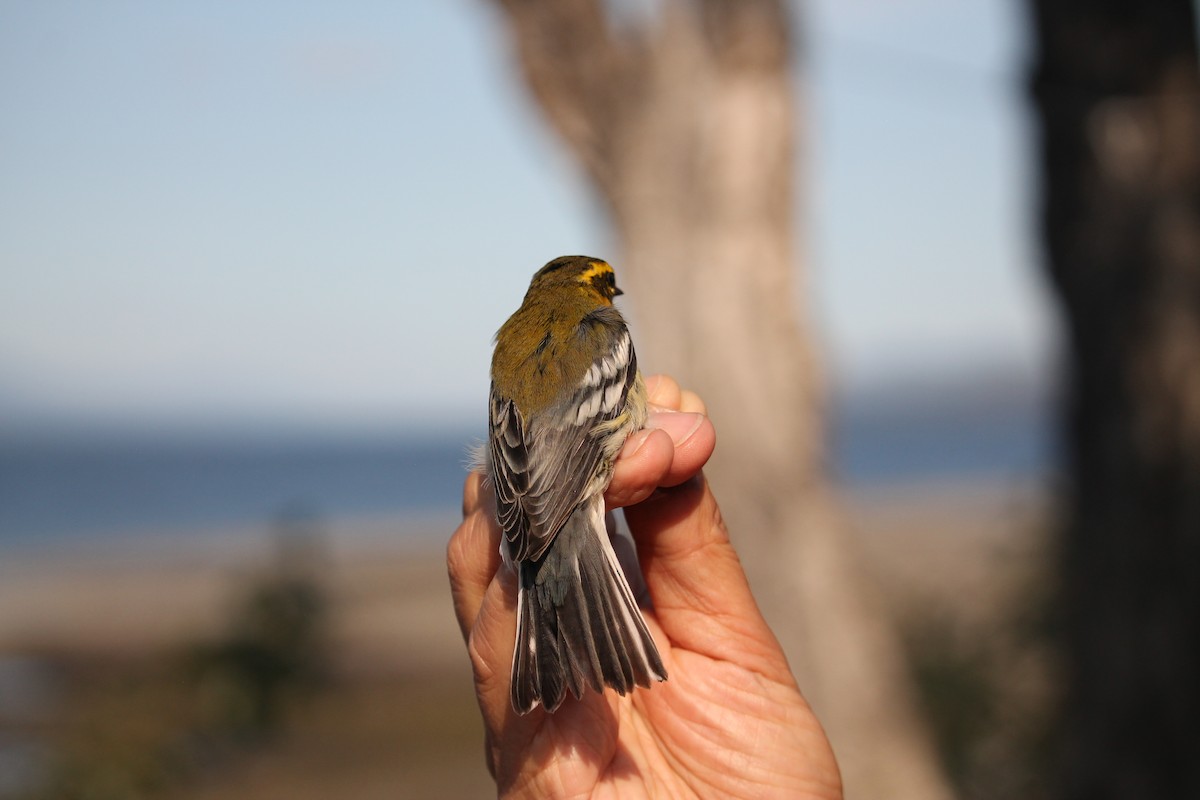 Townsend's Warbler - ML612966186