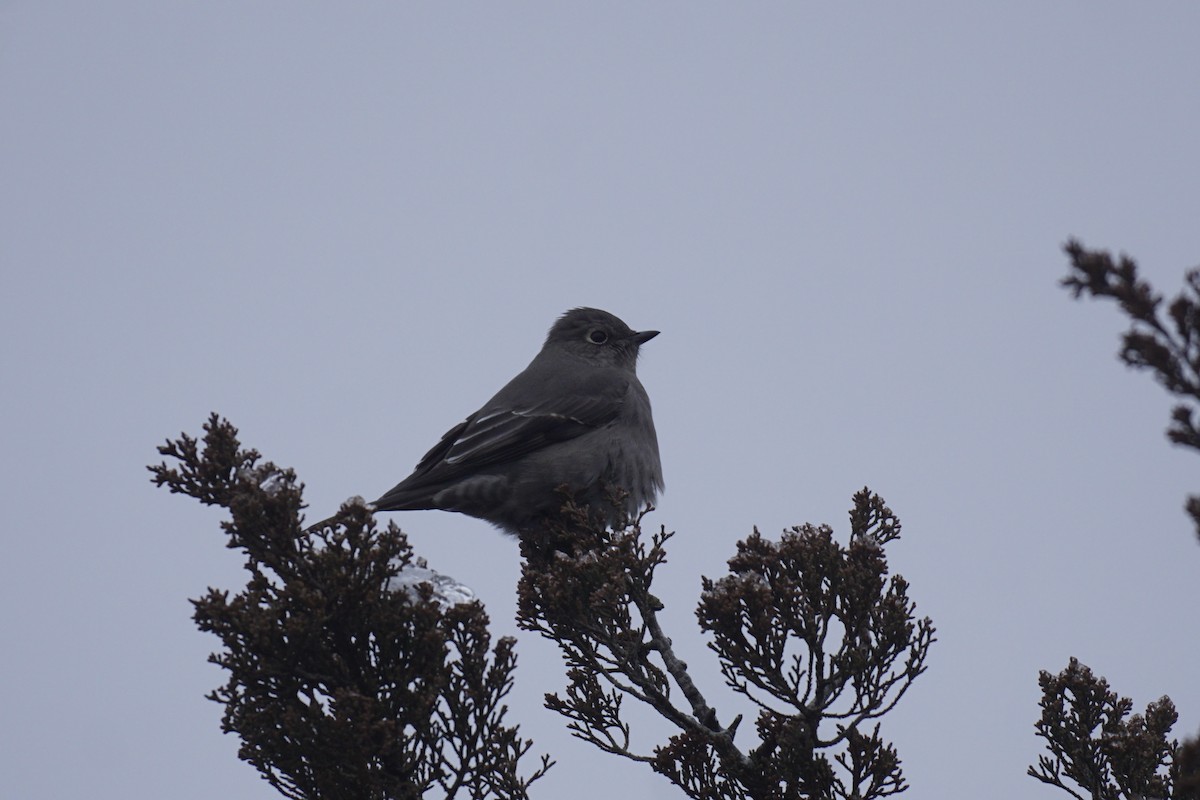 Townsend's Solitaire - ML612966216