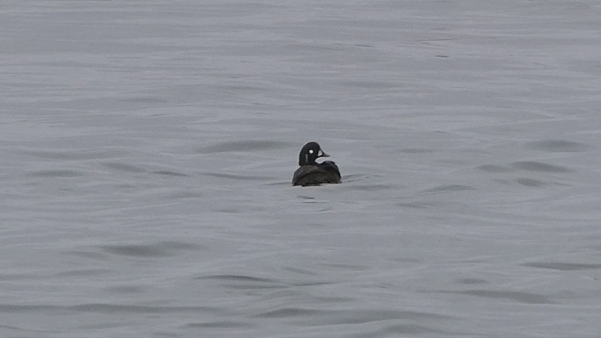 Harlequin Duck - Steph Foraker