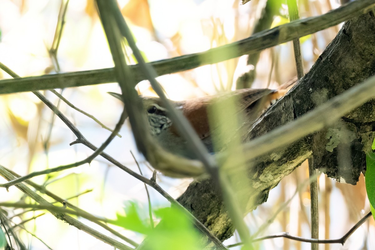 Rufous-and-white Wren - ML612966246