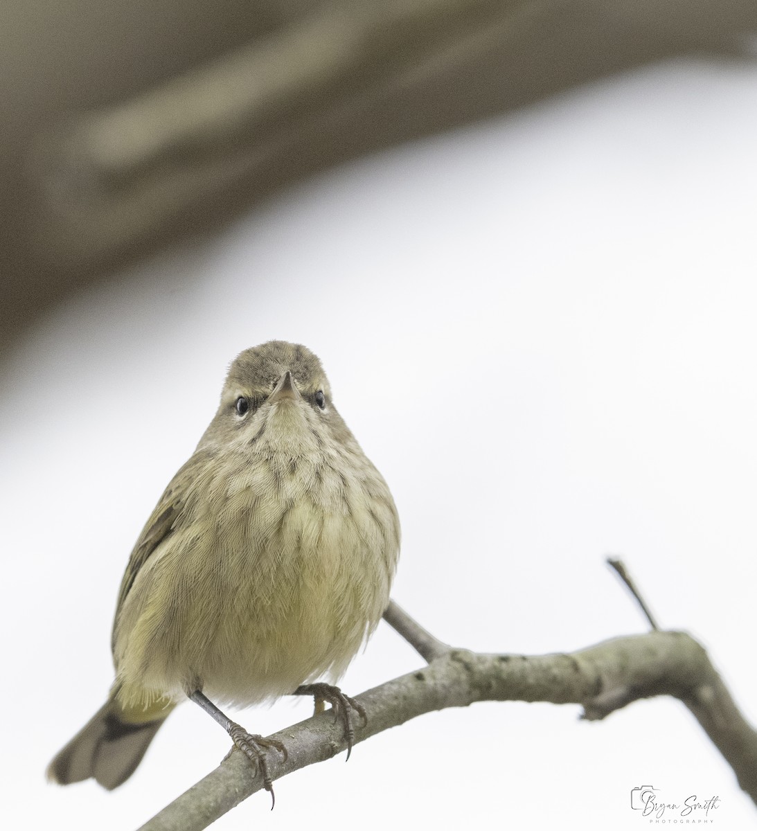 Palm Warbler - ML612966280