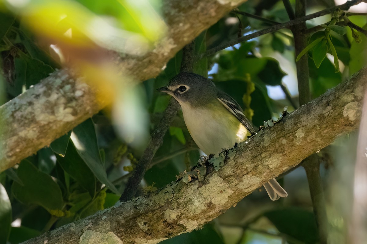 Blue-headed Vireo - ML612966299