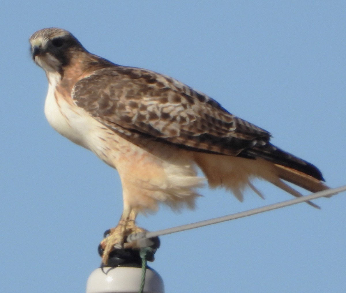 Red-tailed Hawk - ML612966313