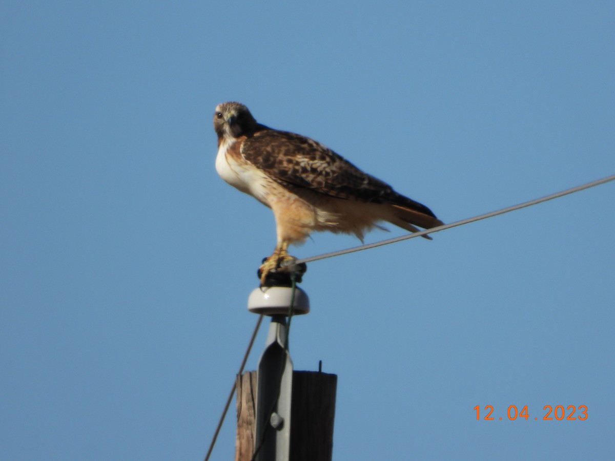 Red-tailed Hawk - ML612966317