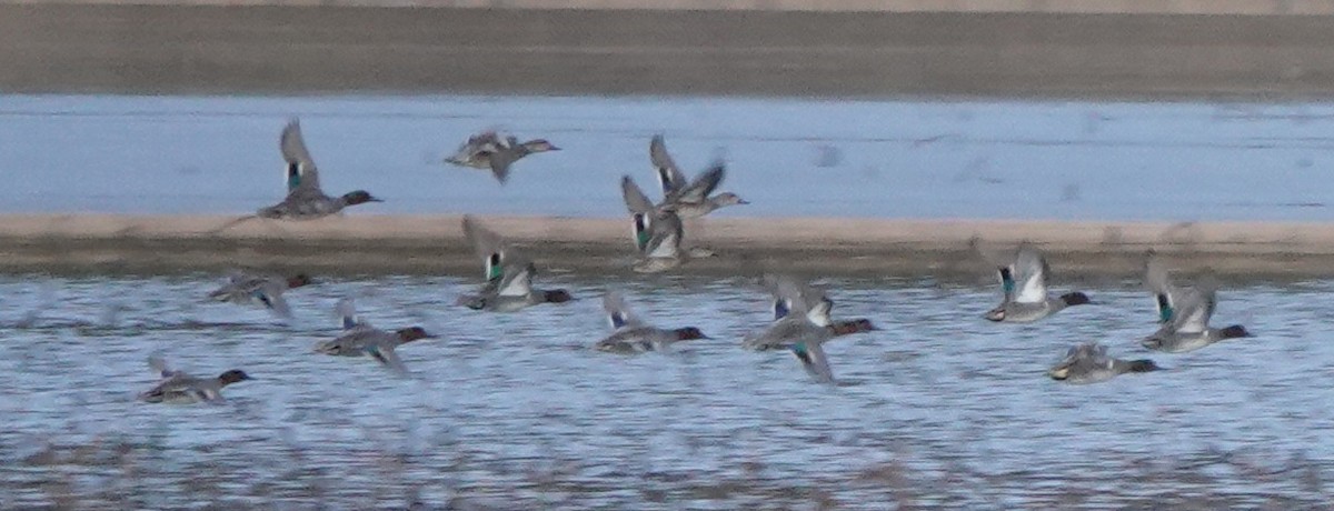 Green-winged Teal - ML612966322