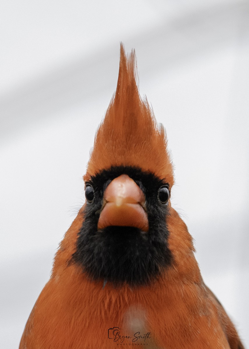 Northern Cardinal - ML612966338