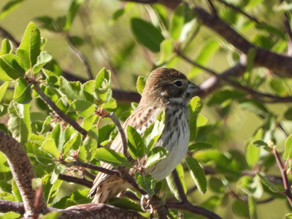 Lark Bunting - ML612966394