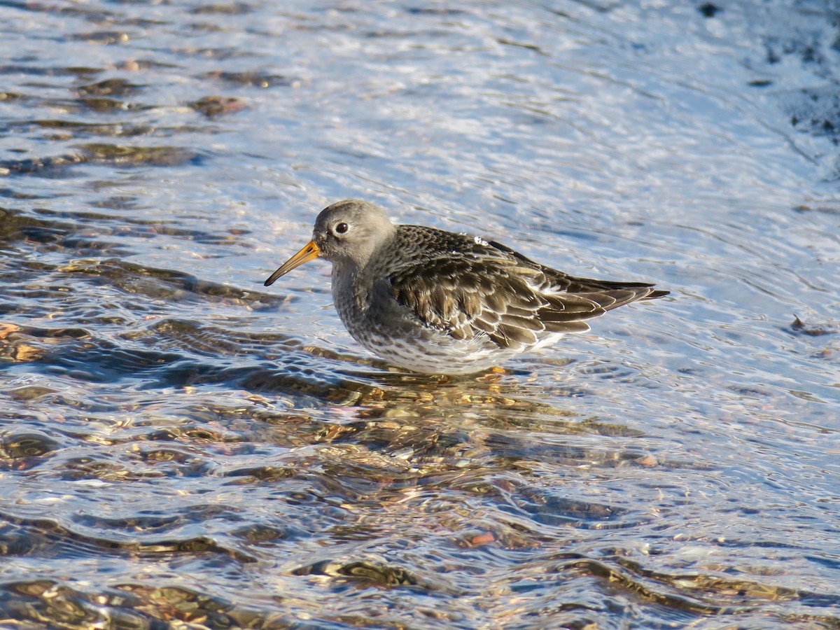 Purple Sandpiper - ML612966454
