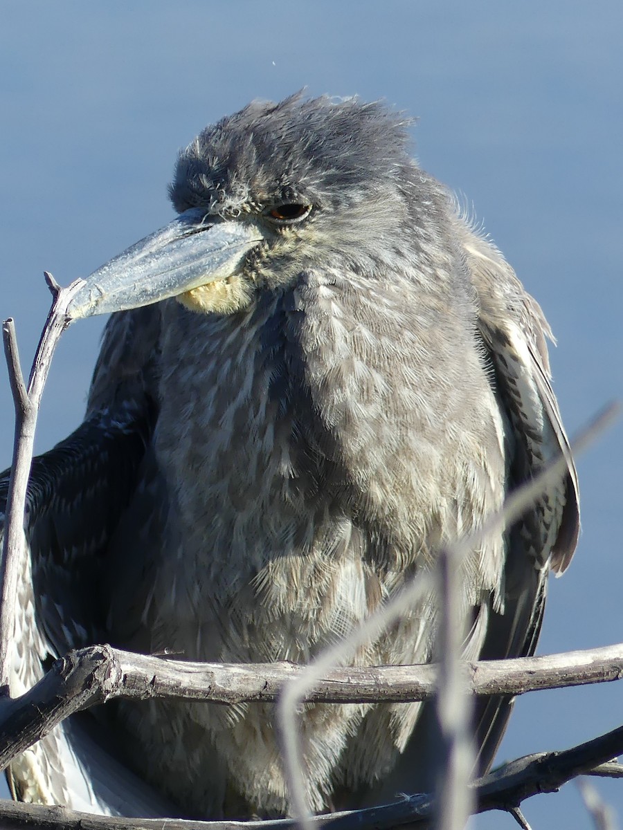 Yellow-crowned Night Heron - ML612966458