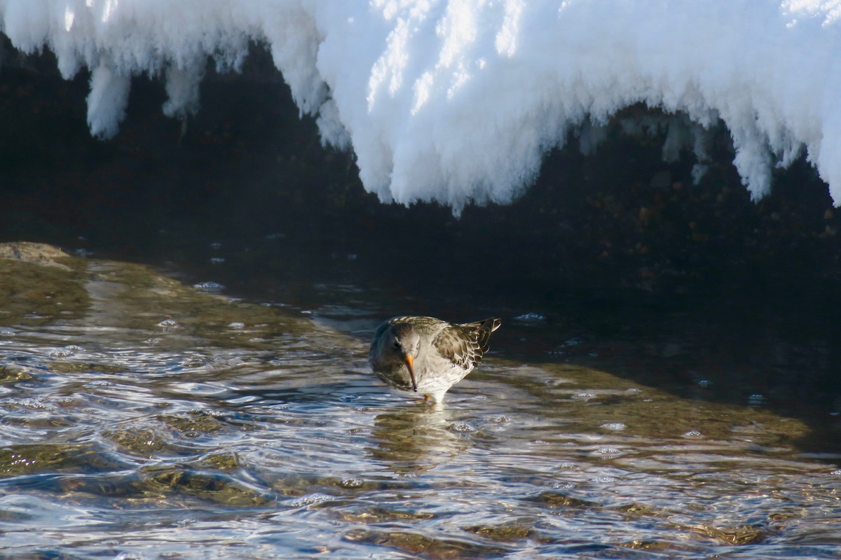 Purple Sandpiper - ML612966462