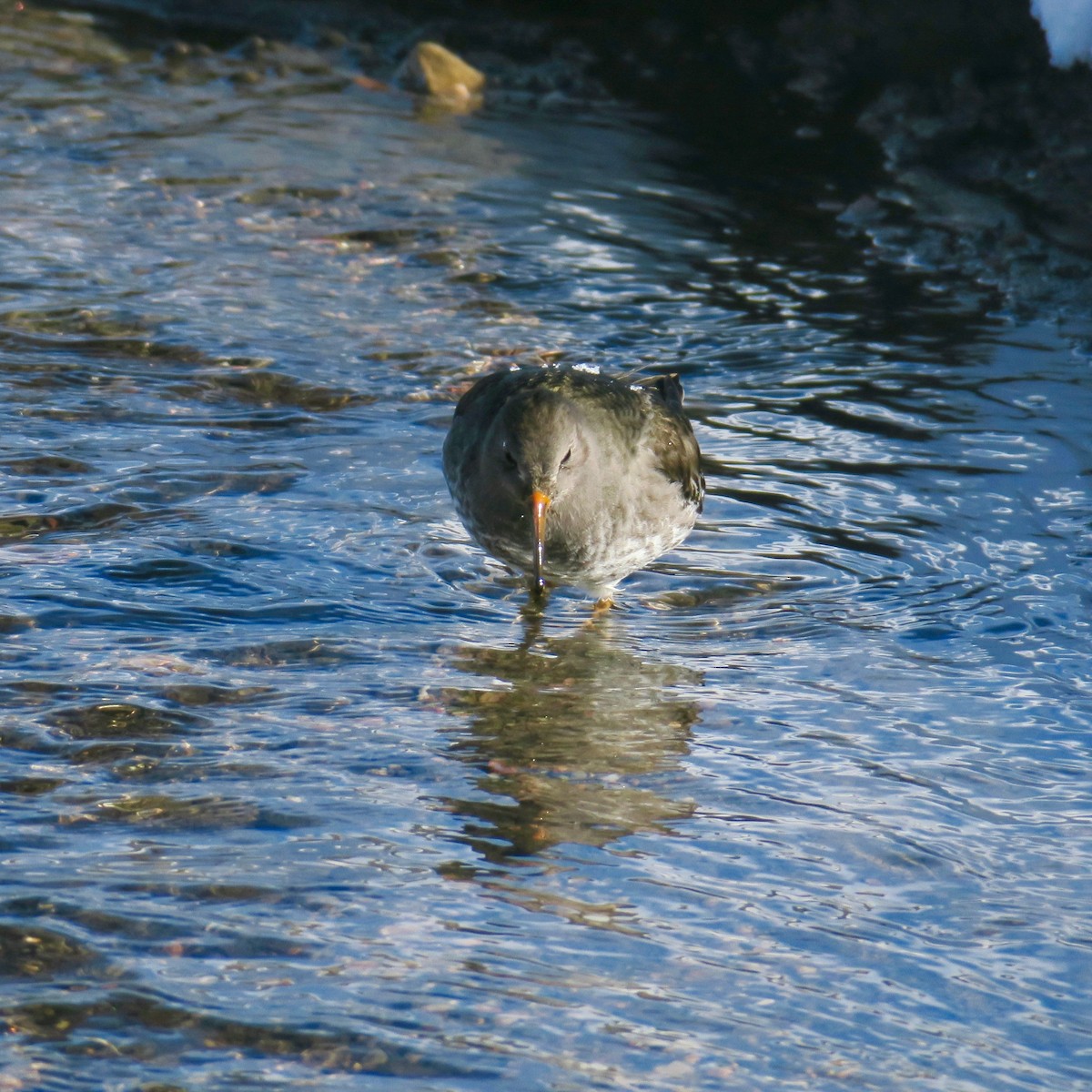 Purple Sandpiper - ML612966466