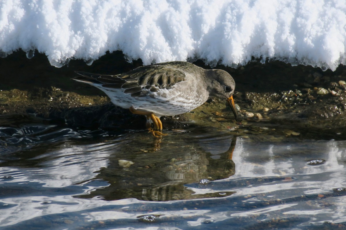Purple Sandpiper - ML612966472