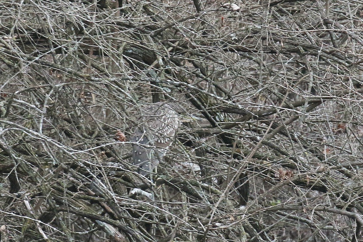 Black-crowned Night Heron - ML612966475