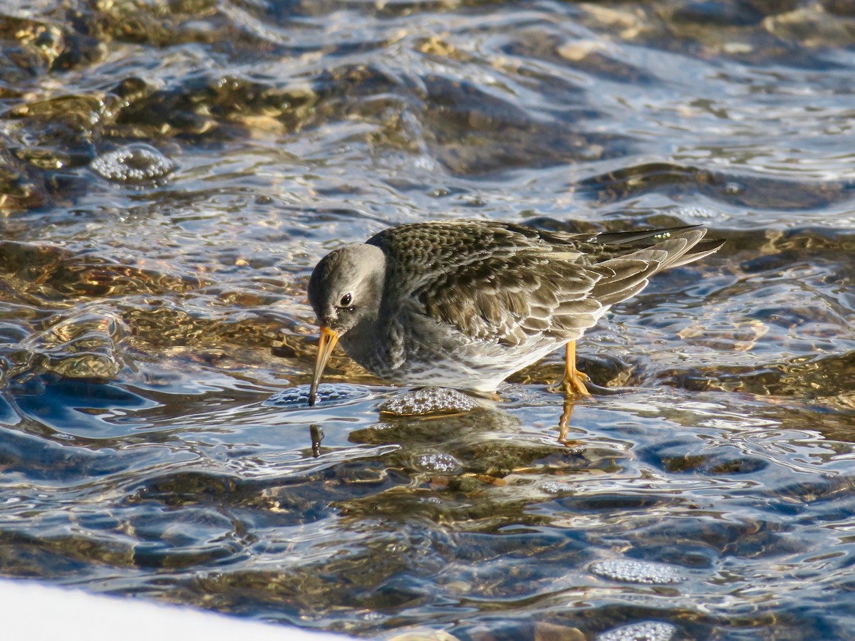 Purple Sandpiper - ML612966478