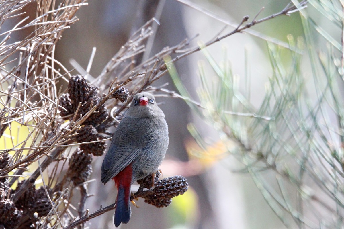 Beautiful Firetail - ML612966505