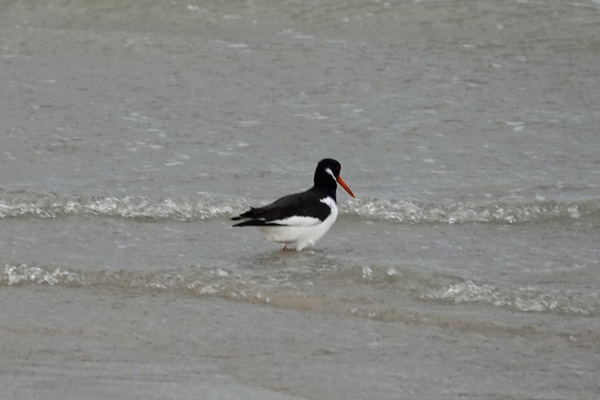 Eurasian Oystercatcher - Anonymous