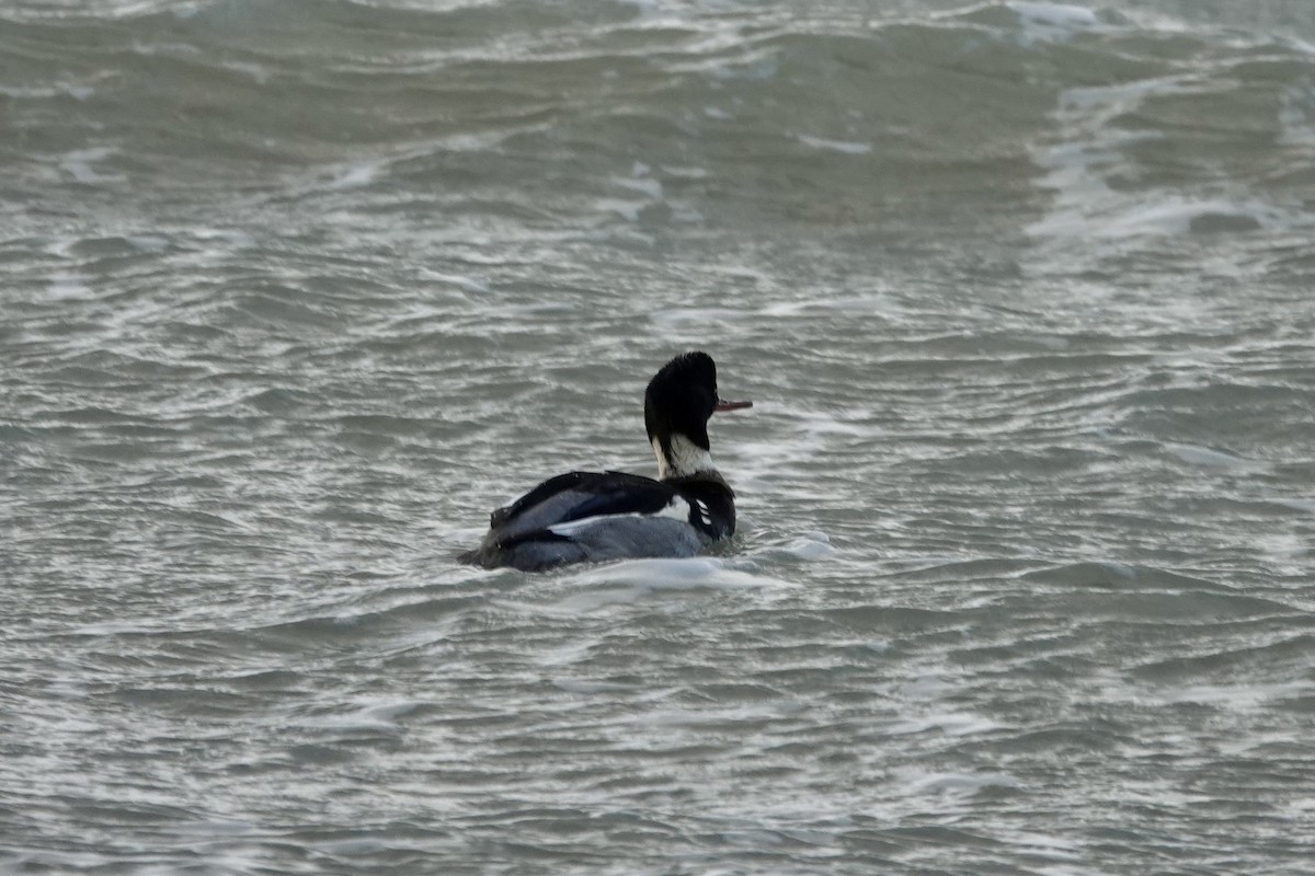 Red-breasted Merganser - ML612966551