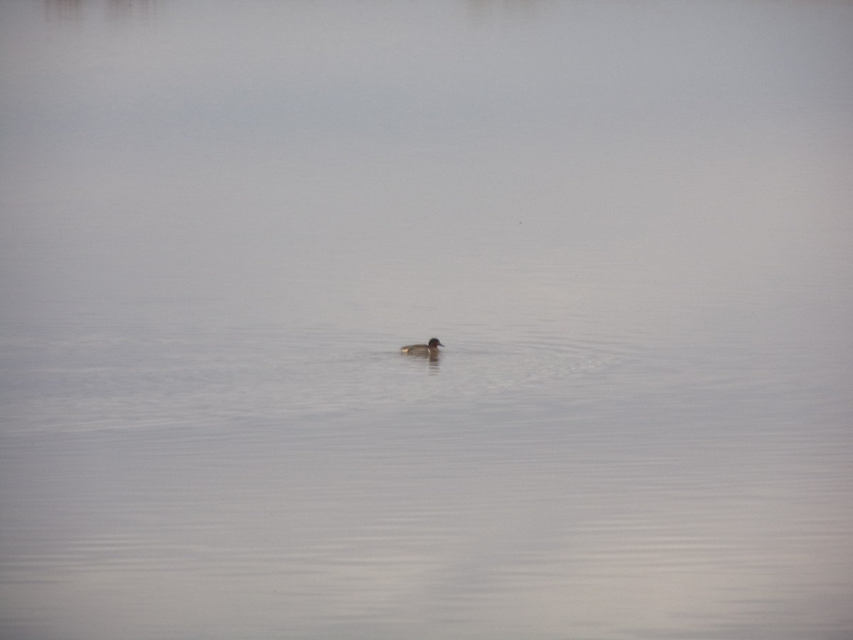 Green-winged Teal - ML612966617