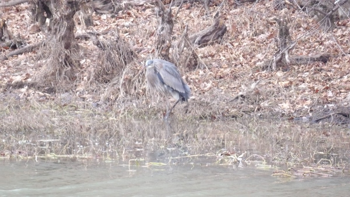 Great Blue Heron - ML612966622