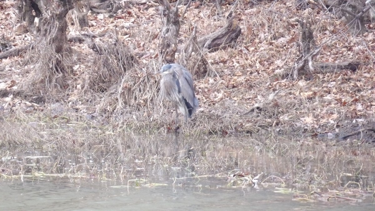 Great Blue Heron - ML612966623