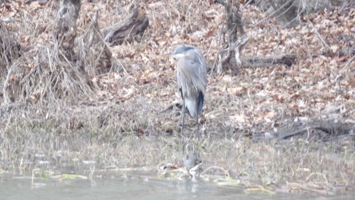 Great Blue Heron - ML612966624