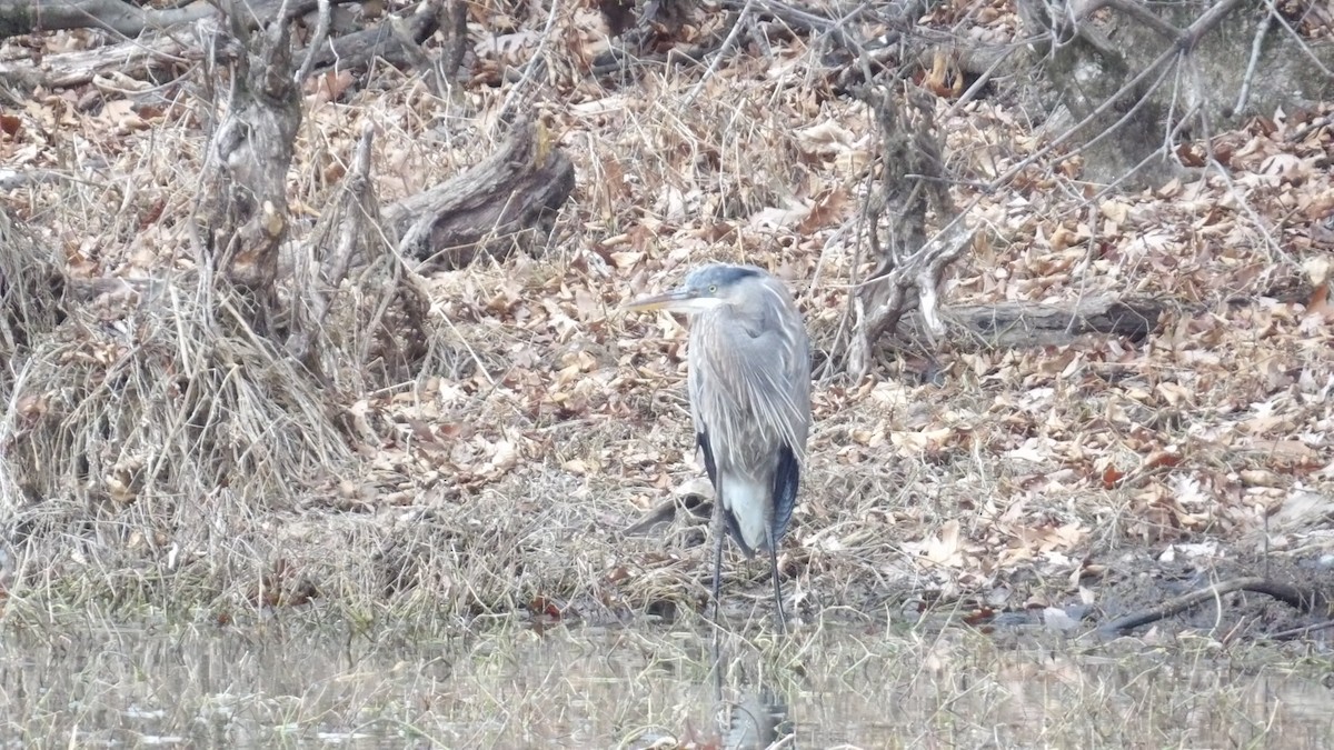 Garza Azulada - ML612966625