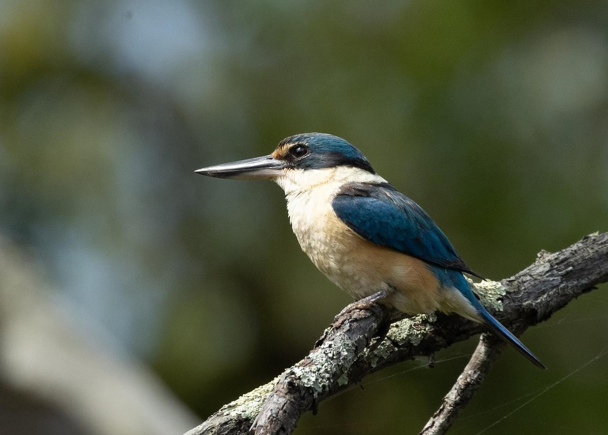 Sacred Kingfisher - ML612966636