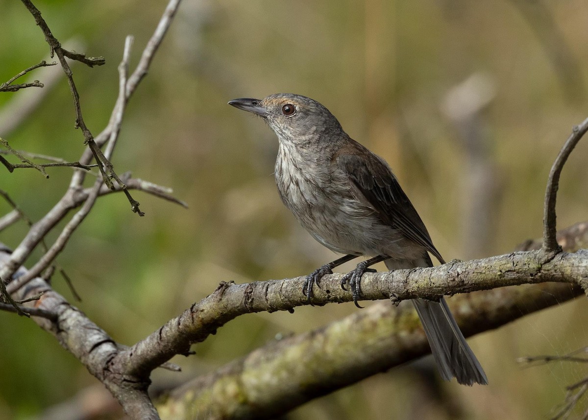 Gray Shrikethrush - ML612966663