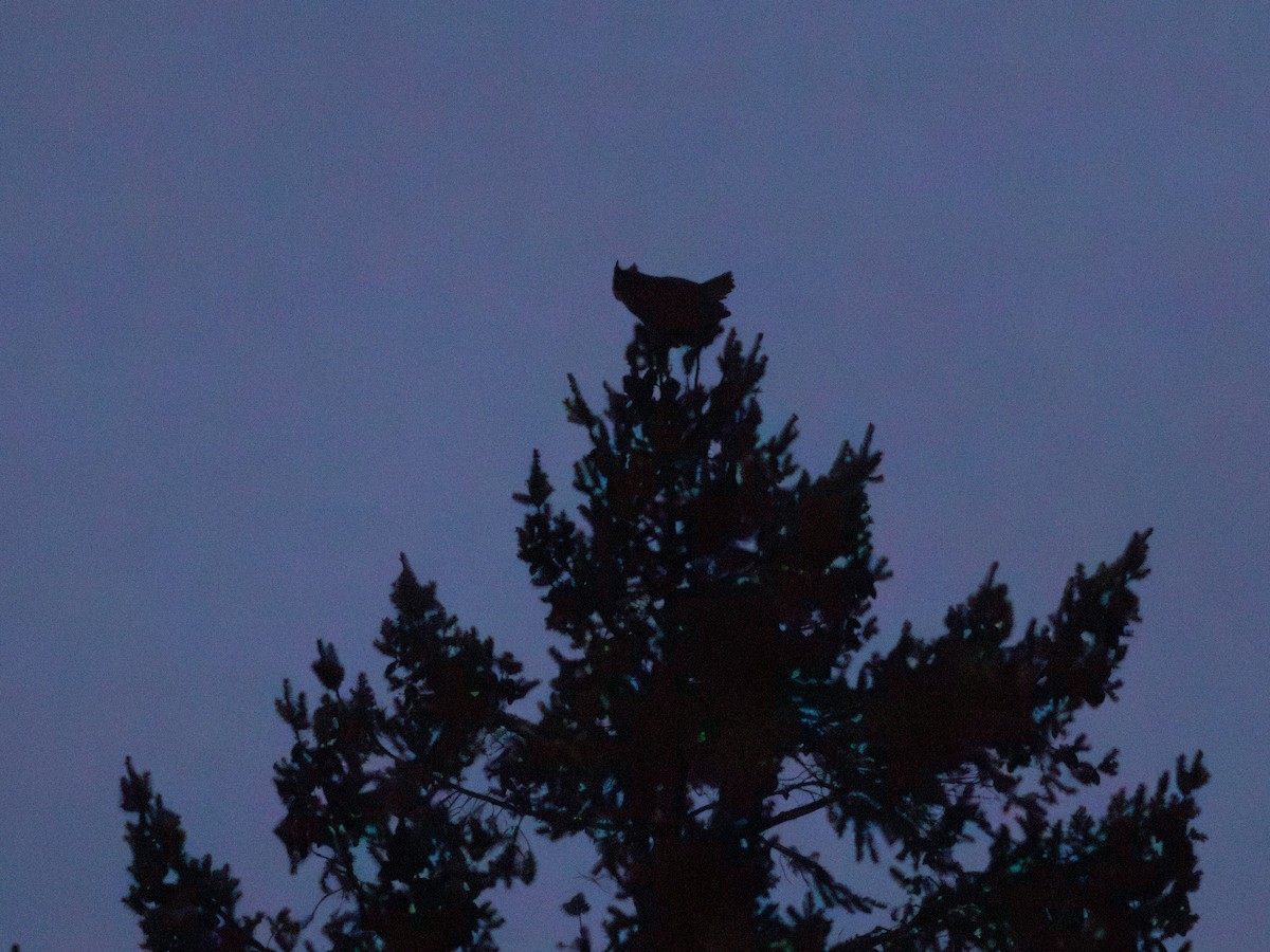 Great Horned Owl - ML612966777