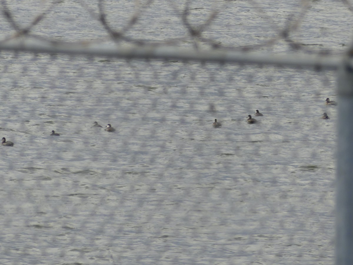 Ruddy Duck - ML612966818